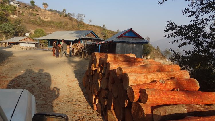 Transport du bois de Sal au Népal