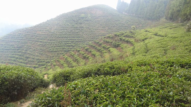Champs de thé de l'Ilam au Népal