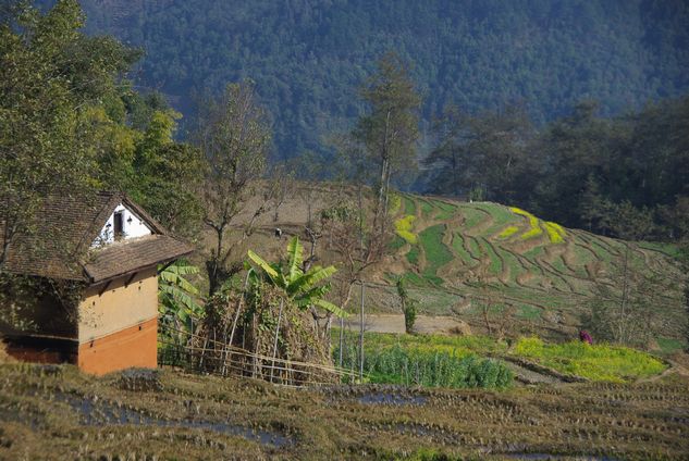 Rizières et maisons népalaises
