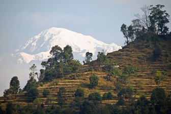 Rizières népalaises devant le Bouddha Himal